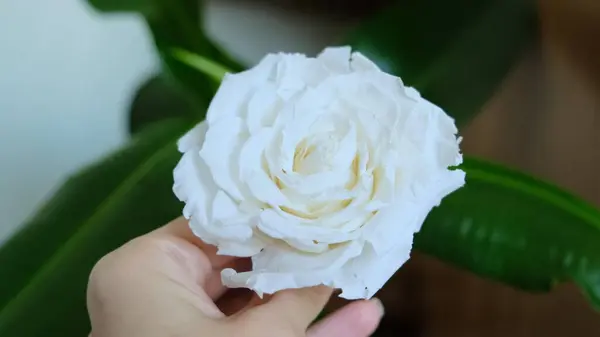 Bir kadının eli bir gül çiçeğini tutar. Beyaz gül kadınların elinde. Fotoğraf..