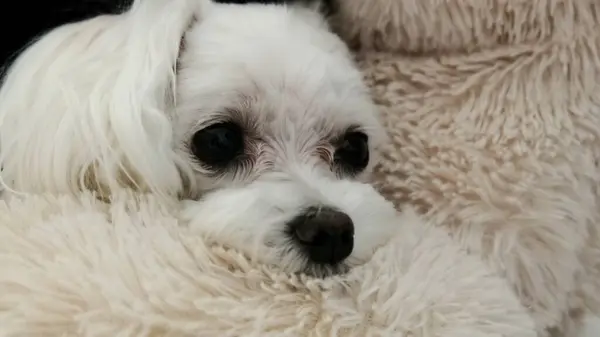 Yatağa uzanmış bir köpeğin yakın çekimi. Malta malı. Fotoğraf..