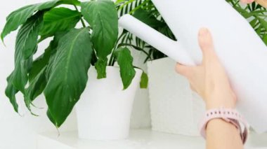 Kadınların elleri, beyaz bir sulama kutusundan suyla doludur. Yüksek kalite 4k görüntü