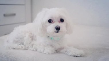 Küçük beyaz bir köpek yatağa uzanır ve kameraya bakar. Yüksek kalite 4k görüntü