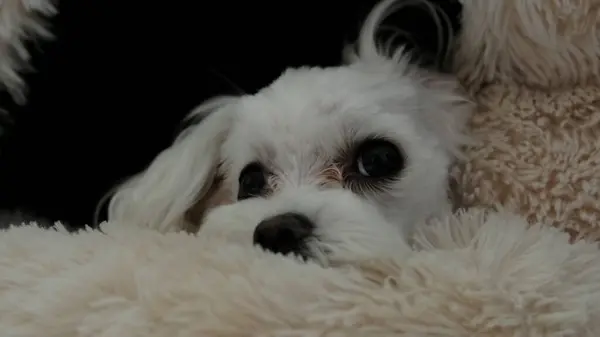 Evinde yatan beyaz bir Maltese köpeğinin yakın çekimi. Fotoğraf..