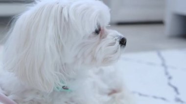 Beyaz bir köpek halıya uzanıyor ve yan tarafa bakıyor. Yüksek kalite 4k görüntü