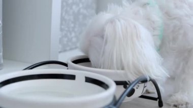Küçük beyaz bir Maltese köpeği kaseden yemek yer. Yüksek kalite 4k görüntü