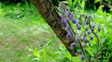 Ormanda yabani çiçekler, yakın plan. Yüksek kalite 4k görüntü