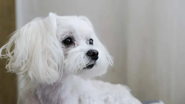 Beyaz bir köpek yatağa uzanıyor ve başka tarafa bakıyor. Yüksek kalite fotoğraf
