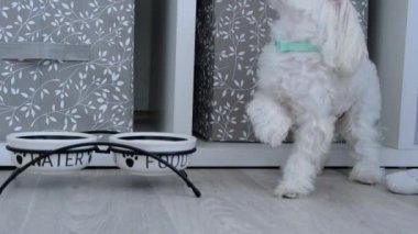Evcil hayvanı besliyorum. Bir kadının eli köpeğe yemek verir. Yüksek kalite 4k görüntü