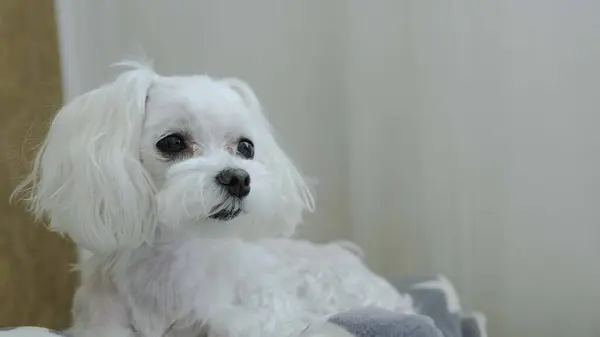 Beyaz bir köpek yatağa uzanıyor ve başka tarafa bakıyor. Yüksek kalite fotoğraf
