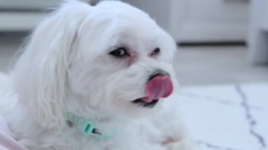 Beyaz bir köpek beyaz bir halıya uzanıyor ve dudaklarını yalıyor. Yüksek kalite 4k görüntü