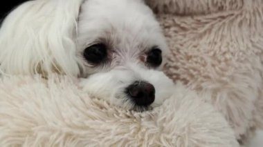 Küçük bir Malta köpeği yumuşak bir evde yatıyor. Yüksek kalite 4k görüntü