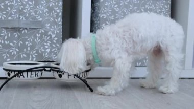 Beyaz, küçük bir Maltese köpeği, parlak bir odadaki kaseden yemek yiyor. Yüksek kalite 4k görüntü