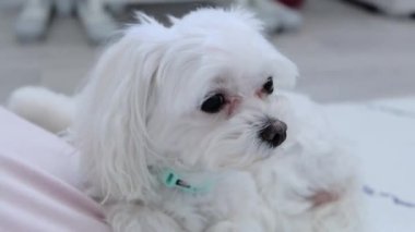 Maltese pembe bir yastığa uzanıp burnunu yalıyor. Yüksek kalite 4k görüntü