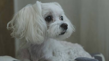 Beyaz bir köpek yatağa uzanıyor ve başka tarafa bakıyor. Yüksek kalite fotoğraf