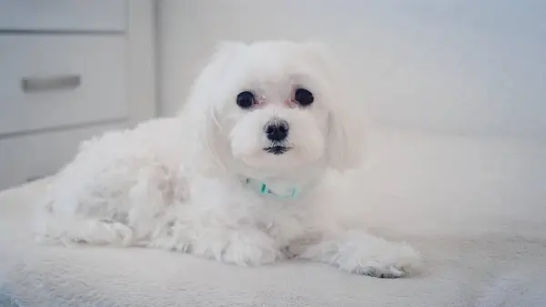 Beyaz bir köpek yatağa uzanıyor ve kameraya bakıyor. Yüksek kalite fotoğraf