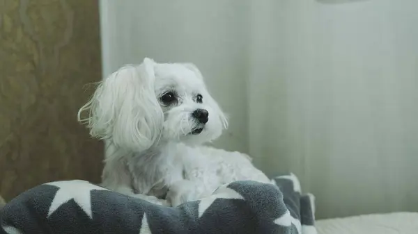 Beyaz bir köpek yatağa uzanıyor ve başka tarafa bakıyor. Yüksek kalite fotoğraf