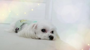 Bluz giymiş küçük beyaz bir köpek şenlikli bir atmosferde yatağın üzerinde yatıyor. Yüksek kalite 4k görüntü