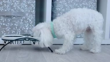 Küçük beyaz köpek kaseden yiyor. Yüksek kalite 4k görüntü