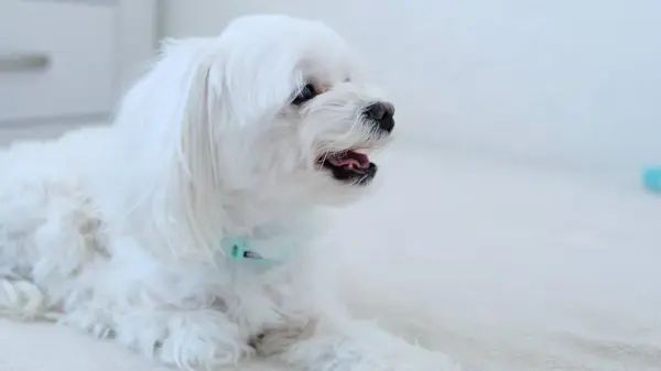 Beyaz bir köpek halıya uzanıyor ve yan tarafa bakıyor. Fotoğraf..