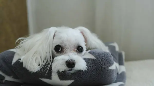 Beyaz bir köpek yatağa uzanıyor ve başka tarafa bakıyor. Yüksek kalite fotoğraf