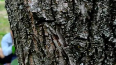 Piknikte oturan bir baba ve iki çocuk için bir ağacın arkasından röntgencilik. Yüksek kalite 4k görüntü