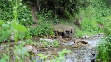 Yeşillikler arasında güzel bir dağ nehri. Yüksek kalite 4k görüntü