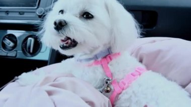 Arabanın ön koltuğunda yatan küçük beyaz bir Malta 'lının portresi. Yüksek kalite 4k görüntü