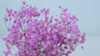 Pink gypsophila flowers stand in a round vase. Close-up. High quality 4k footage