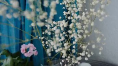 Bir Gypsophilia 'nın yakın çekimi ve çekmece üzerindeki pembe sardunya. Yüksek kalite 4k görüntü