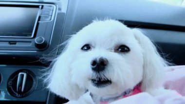 Ön koltuktaki arabada küçük beyaz bir köpeğin yakın çekimi. Yüksek kalite 4k görüntü