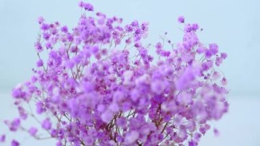 Pink gypsophila flowers stand in a round vase. Close-up. High quality 4k footage