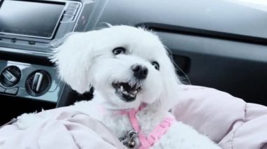 Arabanın ön koltuğunda yatan küçük beyaz bir Malta 'lının portresi. Yüksek kalite 4k görüntü