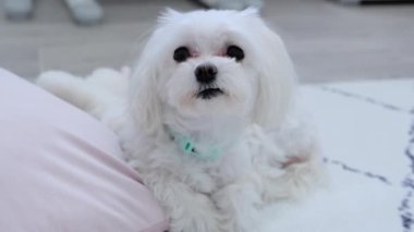 Maltese pembe bir yastığın üzerinde yatarken kameraya bakar ve dudaklarını yalar. Yüksek kalite 4k görüntü