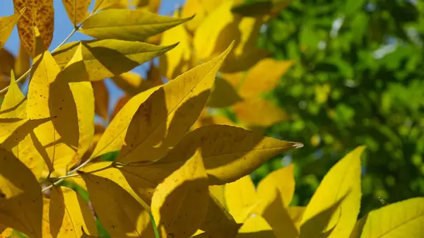 Beautiful photo of autumn branches with leaves in yellow-green shades. High quality photo