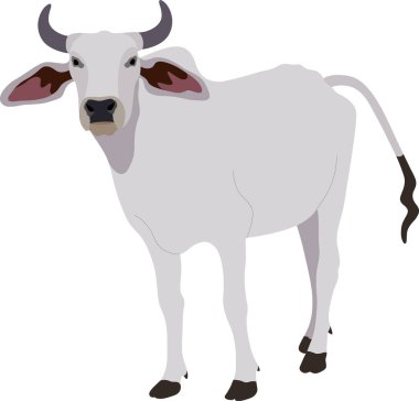 Zebu bull. Brahman cattle. Vector illustration. White male Indian cow. A symbol for Indian religious festivals clipart