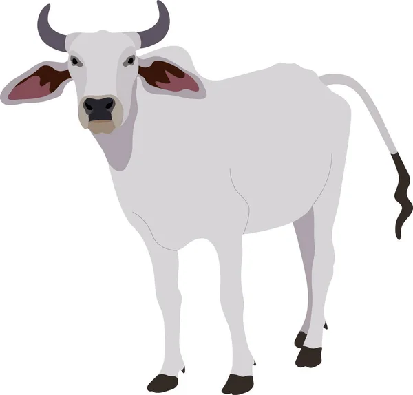 Ταύρος Ζεμπού Βοοειδή Μπράχμαν Εικονογράφηση Διανύσματος Λευκή Αρσενική Ινδική Αγελάδα — Διανυσματικό Αρχείο