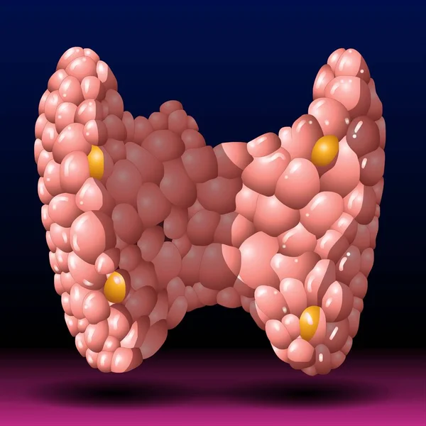 Thyroid Gland - Fla source file available - Thyroid is a small, butterfly-shaped gland situated at the base of the front of your neck, just below your Adam\'s apple. Hormones produced by the thyroid gland  triiodothyronine (T3) and thyroxine (T4)