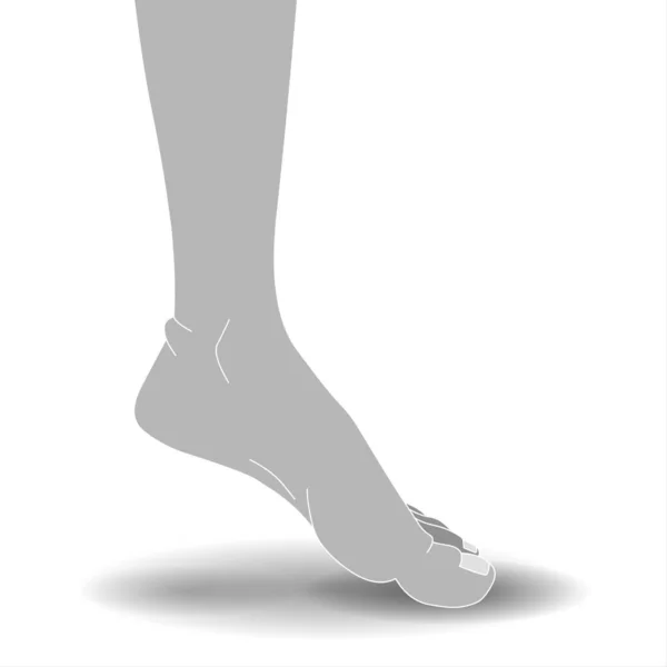 Нога Человека Белом Фоне Векторная Иллюстрация Иллюстрация Человеческой Ноги Белом — стоковое фото