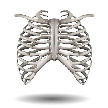 Göğüs kafesinin detaylı bir üç boyutlu tasviri, sade bir arkaplana karşı sergilenerek insan göğüs kemiklerinin karmaşık yapısını gözler önüne serer..