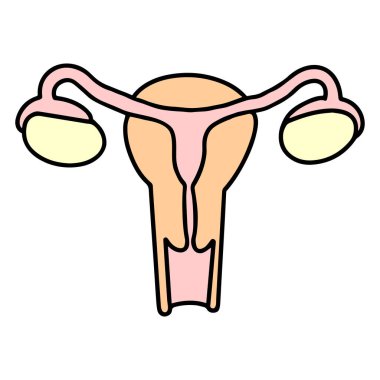 Kadın rahmi anatomisi. vektör illüstrasyonu