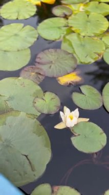 Yapraklı nilüferlerin videosu. Beyaz zambak