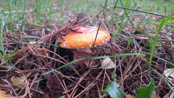 秋天的森林里 在树叶 针叶和小树枝之间 有美丽的粉红蘑菇 — 图库照片