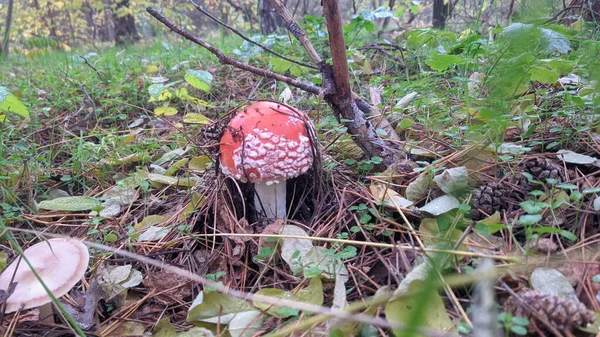 秋天的森林里 在树叶 针叶和小树枝之间 有美丽的粉红蘑菇 — 图库照片