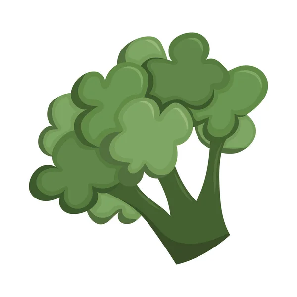 Зеленая Брокколи Органические Овощи Выращенные Ферме Плоская Векторная Иллюстрация Белом — стоковый вектор