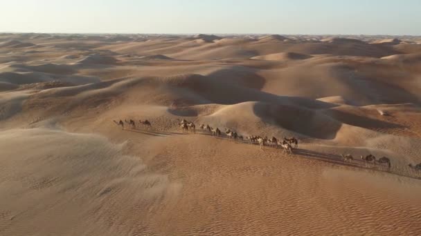 中東の砂漠を越えるキャラバンの空中ドローン — ストック動画