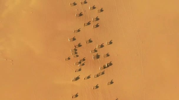 ラクダのキャラバンは サハラ砂漠 モロッコの砂丘を通過します 航空写真 — ストック動画