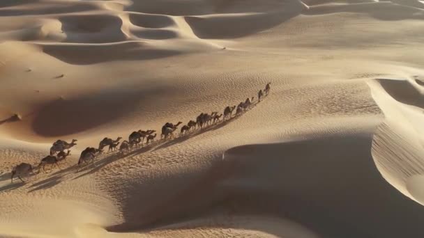 Воздушный Беспилотник Верблюжьего Поезда Путешествующий Ближневосточной Пустыне — стоковое видео