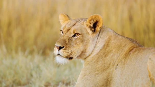 一头受伤的非洲母狮躺在草地上 — 图库视频影像