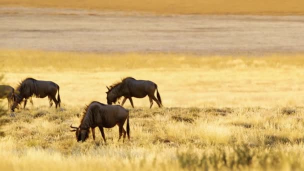 在非洲草原平原放牧的野牛群 — 图库视频影像