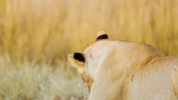 アフリカの負傷者ライオン黄色の草の上に横たわっている間に体を舐め — ストック動画