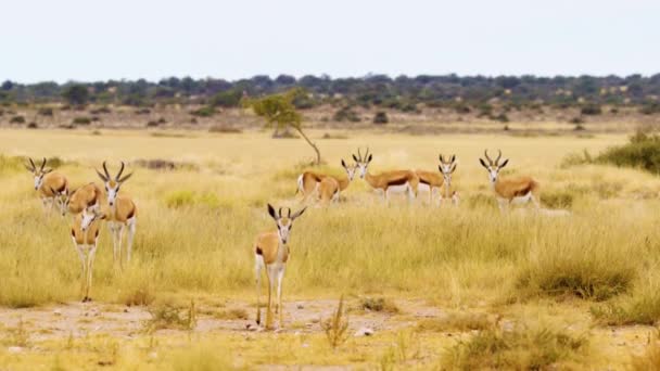 年轻的Springbok Antelopes在非洲草原的草地上一起吃草 自然环境中的野生动物 — 图库视频影像
