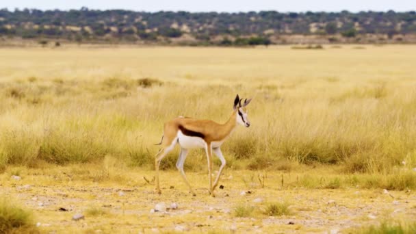 Springbok Caminha Sol Através Grama Curta Central Kalahari Game Reserve — Vídeo de Stock